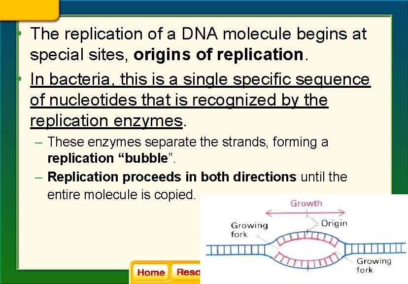  • The replication of a DNA molecule begins at special sites, origins of