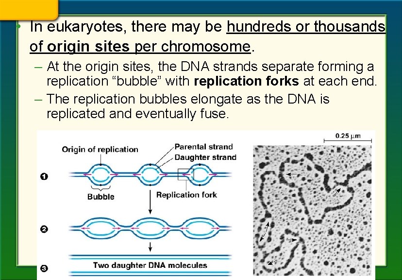  • In eukaryotes, there may be hundreds or thousands of origin sites per