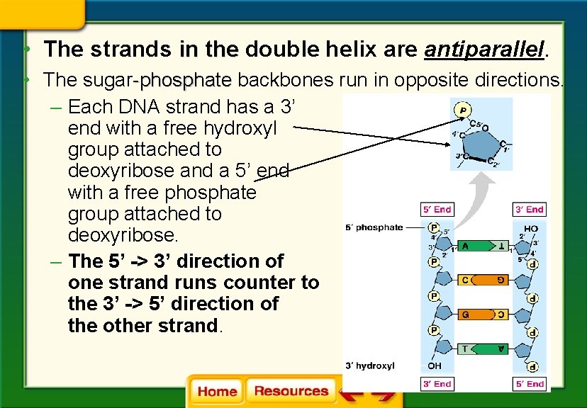  • The strands in the double helix are antiparallel. • The sugar-phosphate backbones