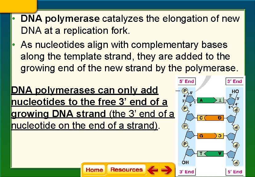  • DNA polymerase catalyzes the elongation of new DNA at a replication fork.