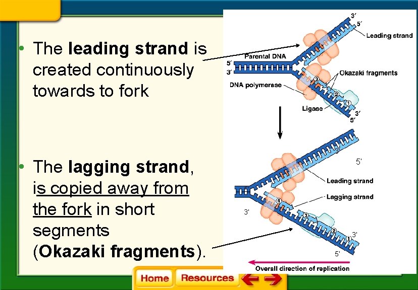  • The leading strand is created continuously towards to fork 3’ • The