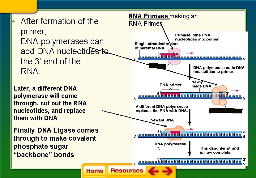  • After formation of the primer, DNA polymerases can add DNA nucleotides to
