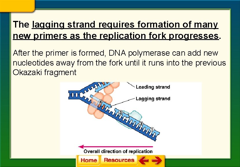 The lagging strand requires formation of many new primers as the replication fork progresses.
