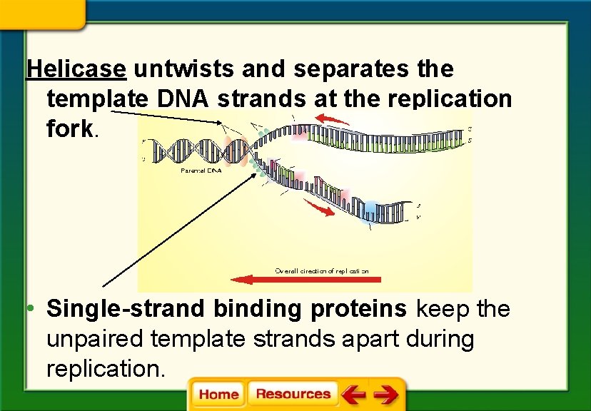 Helicase untwists and separates the template DNA strands at the replication fork. • Single-strand