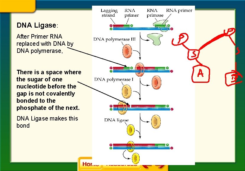 DNA Ligase: After Primer RNA replaced with DNA by DNA polymerase, There is a