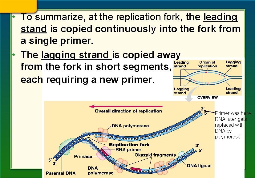  • To summarize, at the replication fork, the leading stand is copied continuously