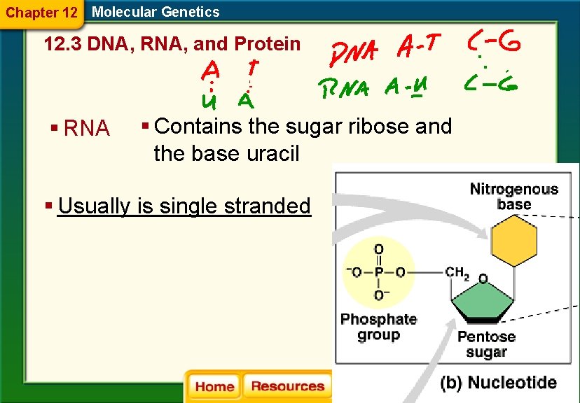 Chapter 12 Molecular Genetics 12. 3 DNA, RNA, and Protein § RNA § Contains