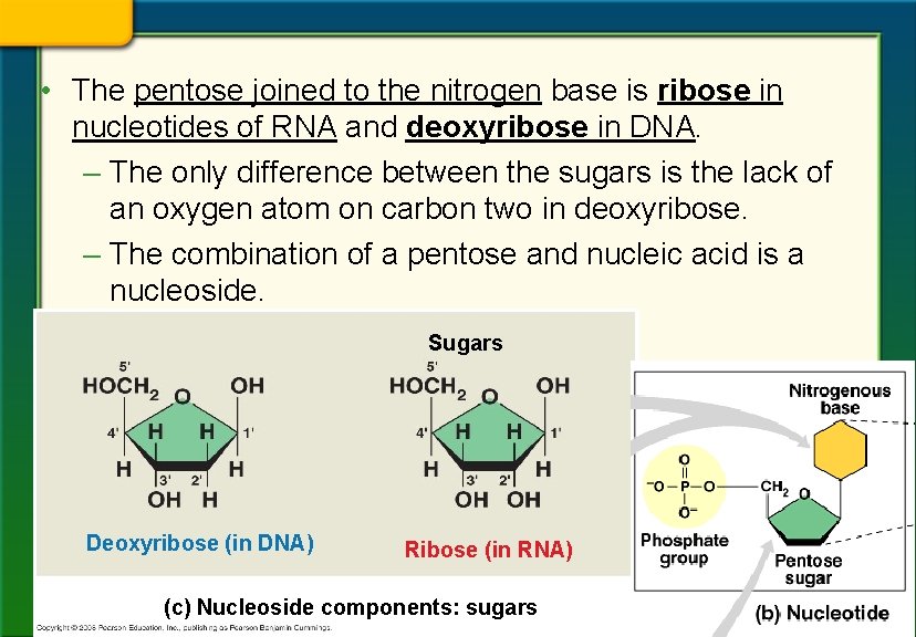  • The pentose joined to the nitrogen base is ribose in nucleotides of