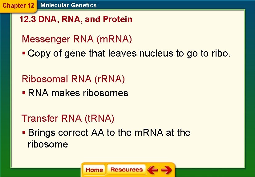 Chapter 12 Molecular Genetics 12. 3 DNA, RNA, and Protein Messenger RNA (m. RNA)