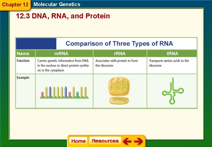 Chapter 12 Molecular Genetics 12. 3 DNA, RNA, and Protein 