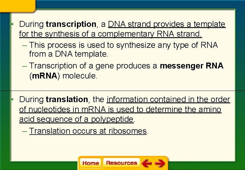 • During transcription, a DNA strand provides a template for the synthesis of