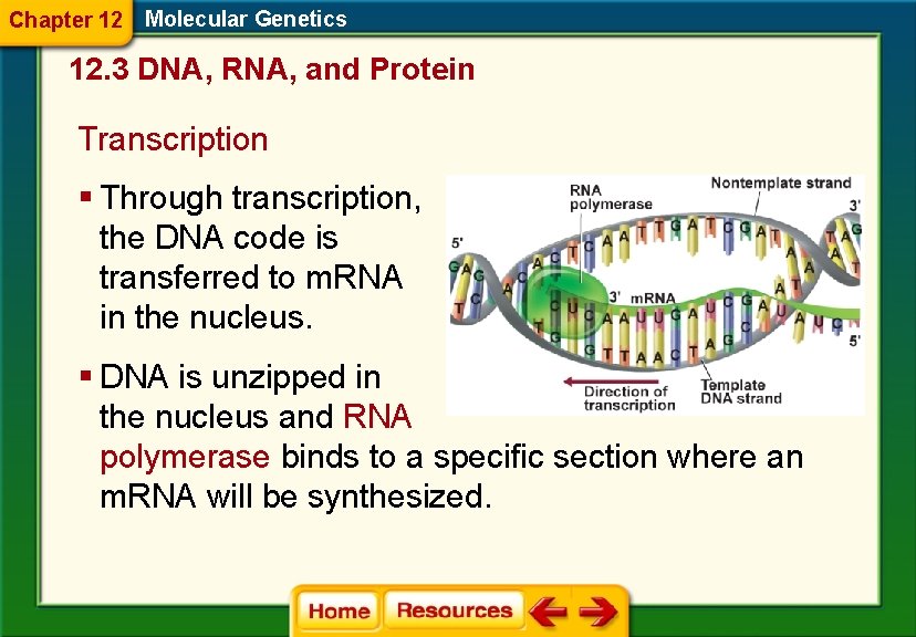 Chapter 12 Molecular Genetics 12. 3 DNA, RNA, and Protein Transcription § Through transcription,