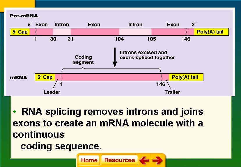  • RNA splicing removes introns and joins exons to create an m. RNA