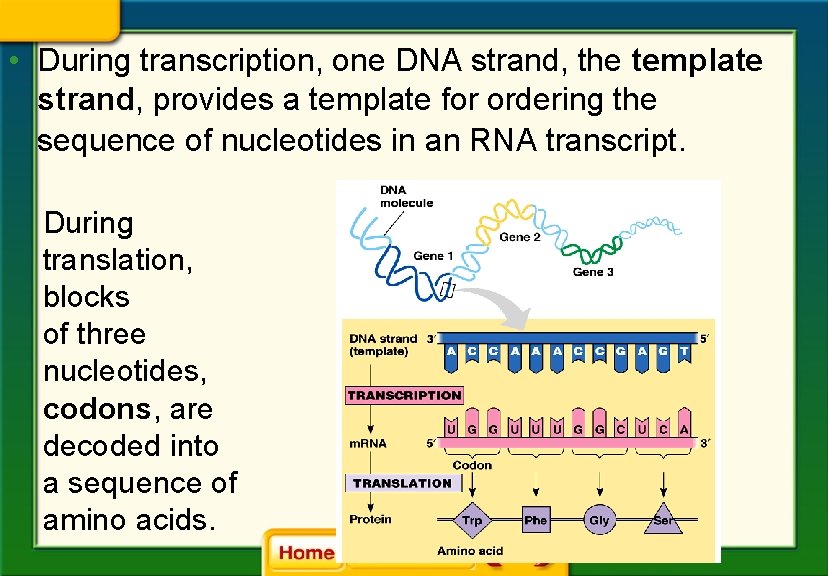  • During transcription, one DNA strand, the template strand, provides a template for