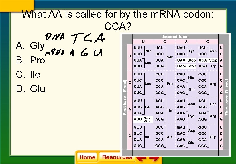 What AA is called for by the m. RNA codon: CCA? A. B. C.