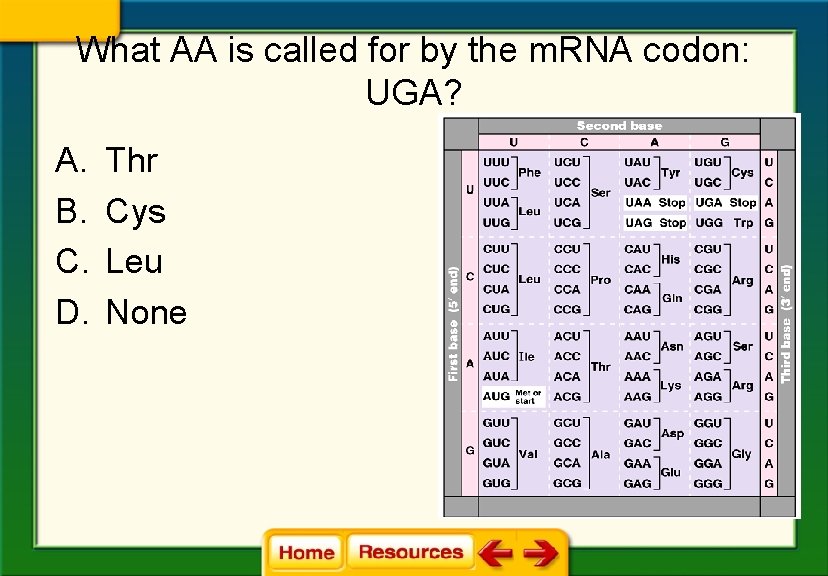 What AA is called for by the m. RNA codon: UGA? A. B. C.