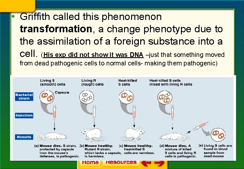  • Griffith called this phenomenon transformation, a change phenotype due to the assimilation