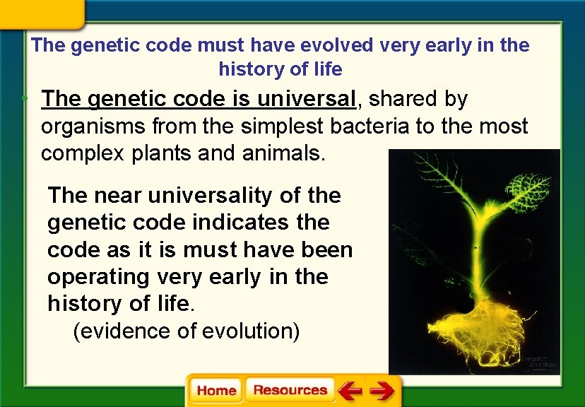 The genetic code must have evolved very early in the history of life •