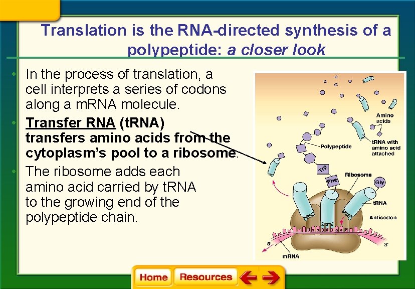 Translation is the RNA-directed synthesis of a polypeptide: a closer look • In the