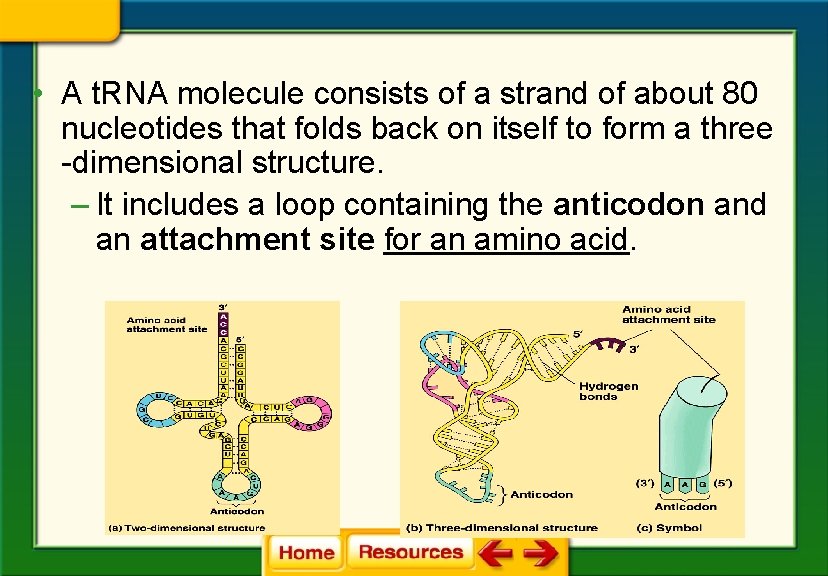 • A t. RNA molecule consists of a strand of about 80 nucleotides