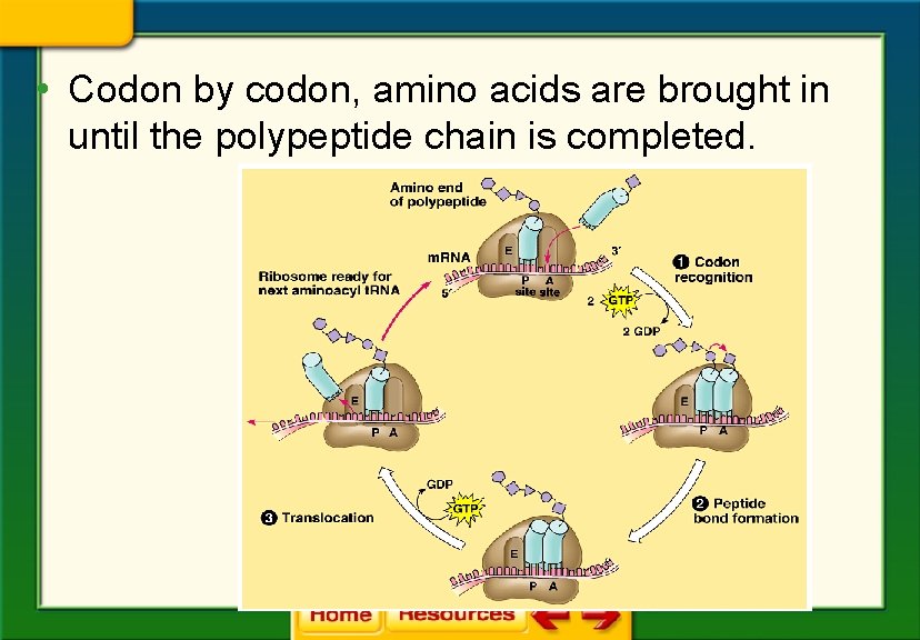 • Codon by codon, amino acids are brought in until the polypeptide chain