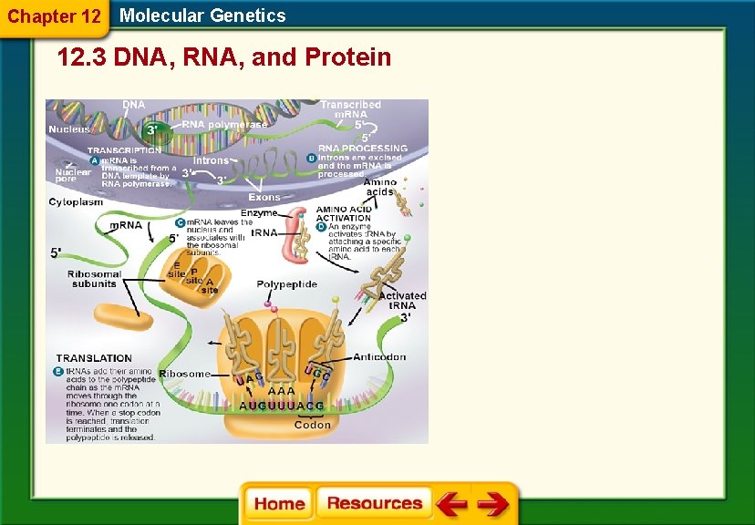 Chapter 12 Molecular Genetics 12. 3 DNA, RNA, and Protein 