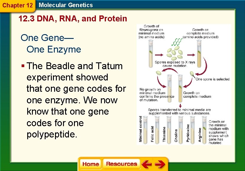 Chapter 12 Molecular Genetics 12. 3 DNA, RNA, and Protein One Gene— One Enzyme