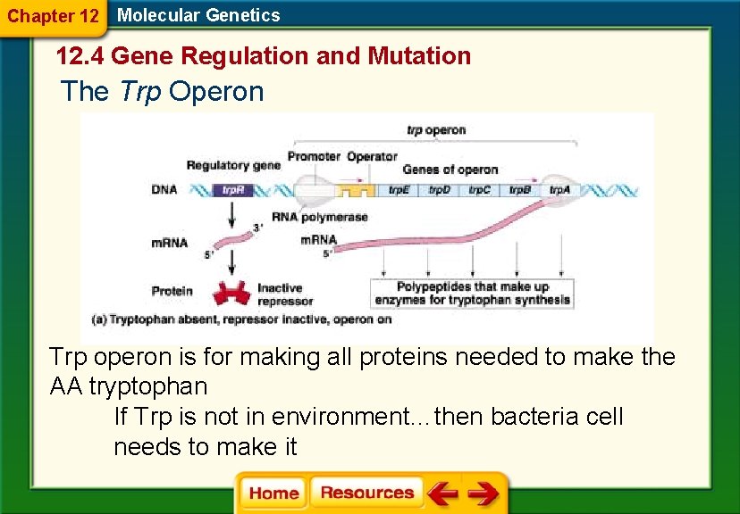 Chapter 12 Molecular Genetics 12. 4 Gene Regulation and Mutation The Trp Operon Trp