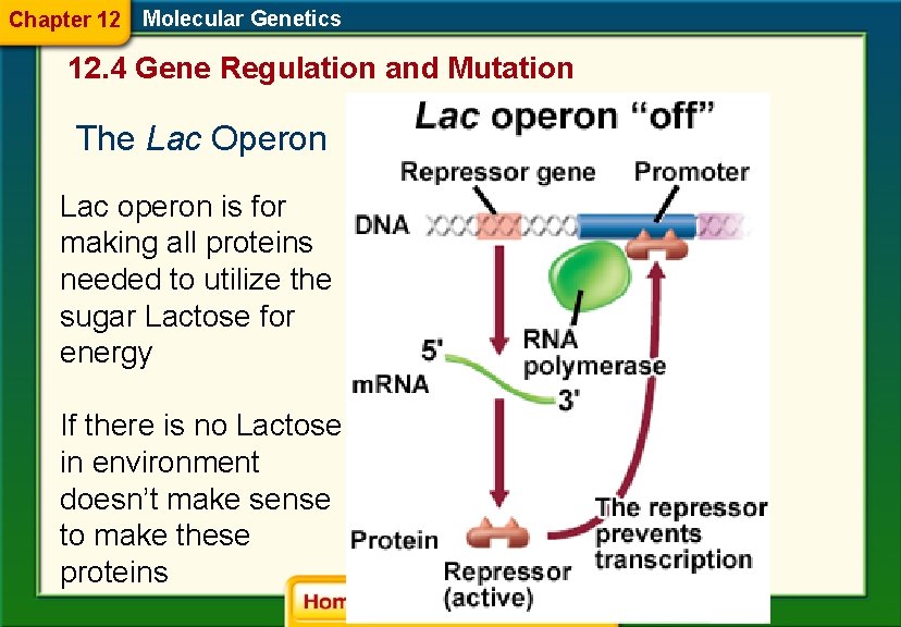 Chapter 12 Molecular Genetics 12. 4 Gene Regulation and Mutation The Lac Operon Lac