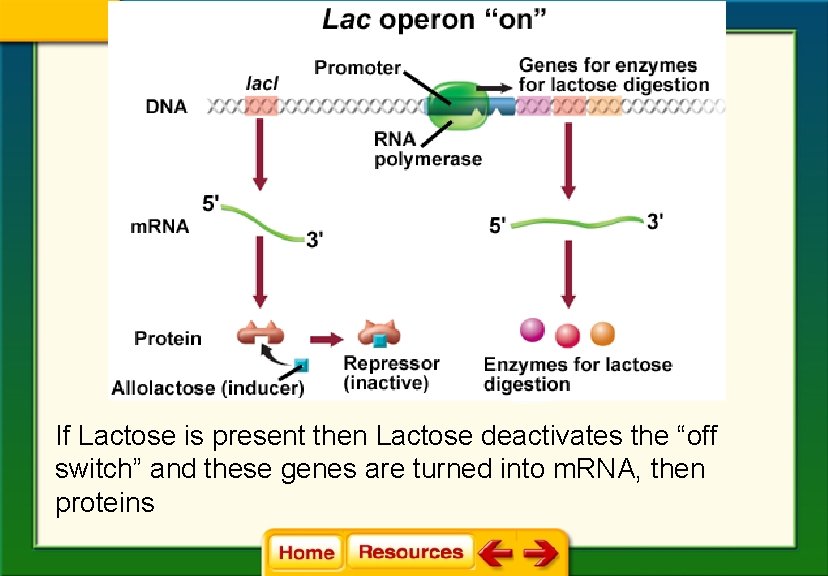 If Lactose is present then Lactose deactivates the “off switch” and these genes are