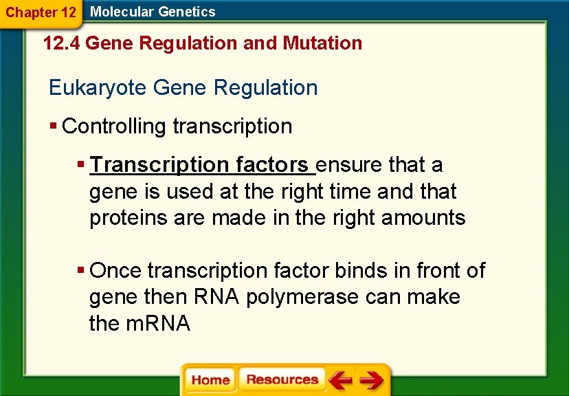 Chapter 12 Molecular Genetics 12. 4 Gene Regulation and Mutation Eukaryote Gene Regulation §