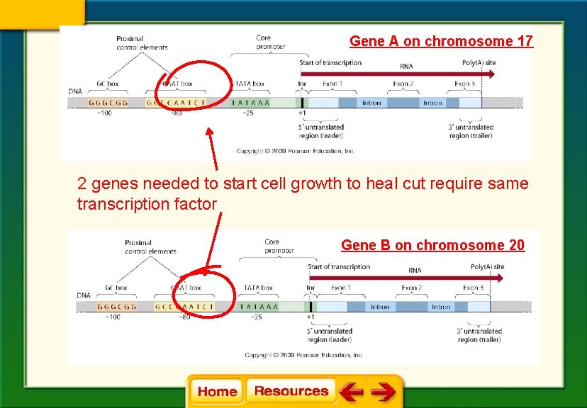 Gene A on chromosome 17 2 genes needed to start cell growth to heal