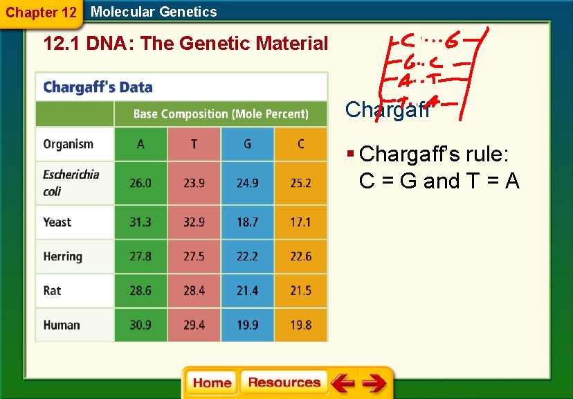 Chapter 12 Molecular Genetics 12. 1 DNA: The Genetic Material Chargaff § Chargaff’s rule: