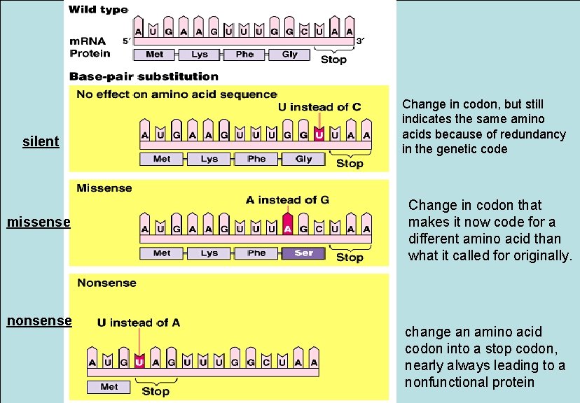 silent missense nonsense Change in codon, but still indicates the same amino acids because