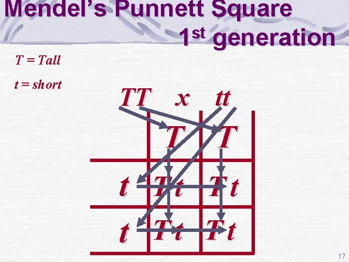 Mendel’s Punnett Square st 1 generation T = Tall t = short TT x