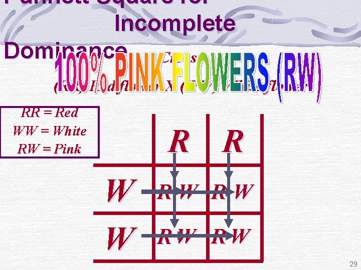 Punnett Square for Incomplete Dominance Cross: (RR) Red flower X (WW) White flower RR