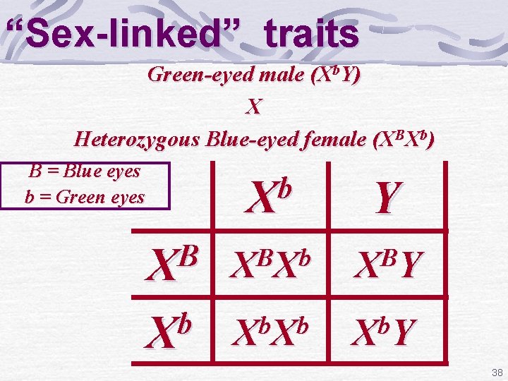 “Sex-linked” traits Green-eyed male (Xb. Y) X Heterozygous Blue-eyed female (XBXb) B = Blue
