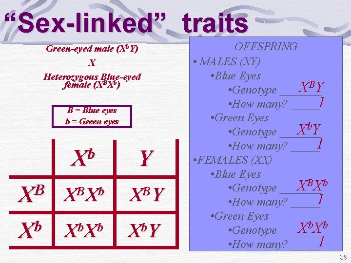 “Sex-linked” traits Green-eyed male (Xb. Y) X Heterozygous Blue-eyed female (XBXb) B = Blue