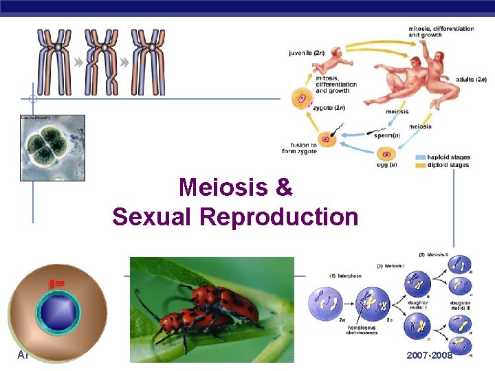 Meiosis & Sexual Reproduction AP Biology 2007 -2008 