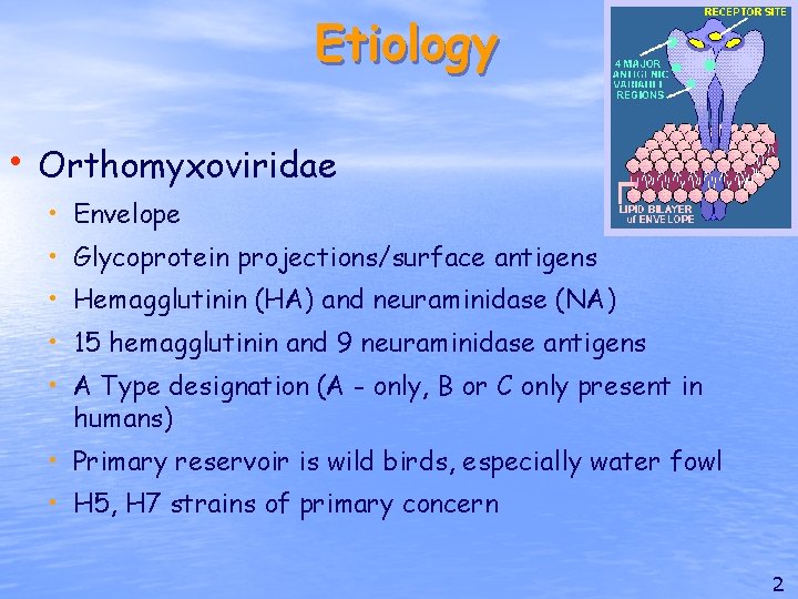 Etiology • Orthomyxoviridae • Envelope • Glycoprotein projections/surface antigens • Hemagglutinin (HA) and neuraminidase
