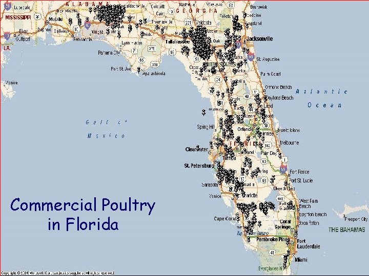 Commercial Poultry in Florida 