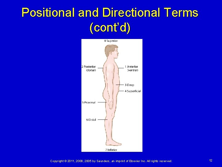 Positional and Directional Terms (cont’d) Copyright © 2011, 2008, 2005 by Saunders, an imprint