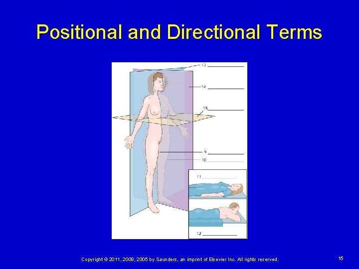 Positional and Directional Terms Copyright © 2011, 2008, 2005 by Saunders, an imprint of