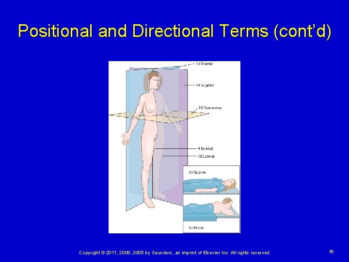Positional and Directional Terms (cont’d) Copyright © 2011, 2008, 2005 by Saunders, an imprint