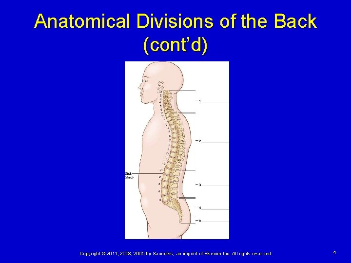 Anatomical Divisions of the Back (cont’d) Copyright © 2011, 2008, 2005 by Saunders, an