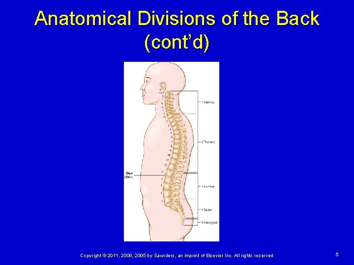 Anatomical Divisions of the Back (cont’d) Copyright © 2011, 2008, 2005 by Saunders, an