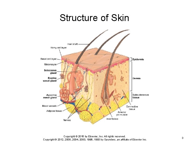 Structure of Skin Copyright © 2016 by Elsevier, Inc. All rights reserved. Copyright © Structure of Skin Copyright © 2016 by Elsevier, Inc. All rights reserved. Copyright ©