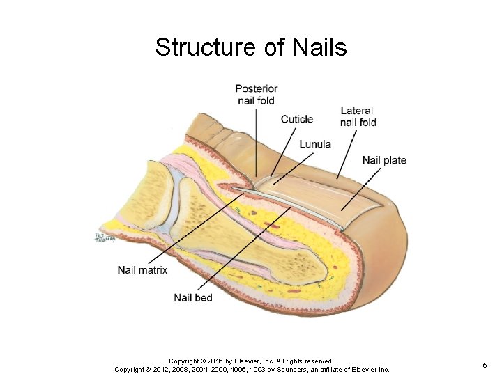 Structure of Nails Copyright © 2016 by Elsevier, Inc. All rights reserved. Copyright © Structure of Nails Copyright © 2016 by Elsevier, Inc. All rights reserved. Copyright ©