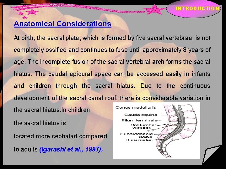 INTRODUCTION Anatomical Considerations At birth, the sacral plate, which is formed by five sacral