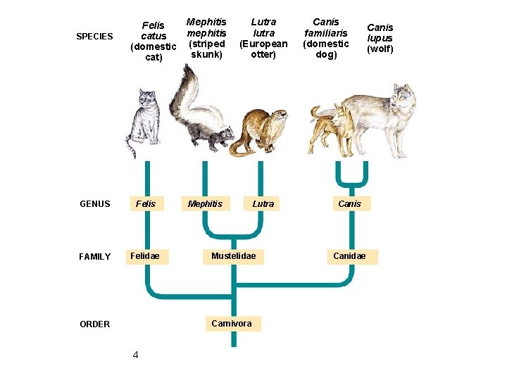 A FiveKingdom Survey 1 In taxonomy organisms are